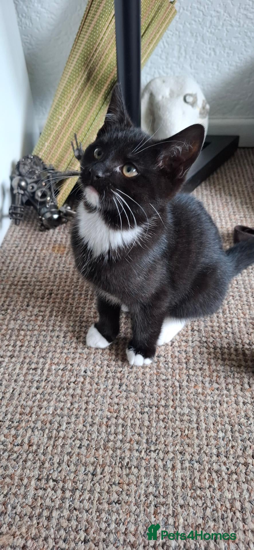 Mixed Breed cats Two little kittens looking for a home. - Advert 2