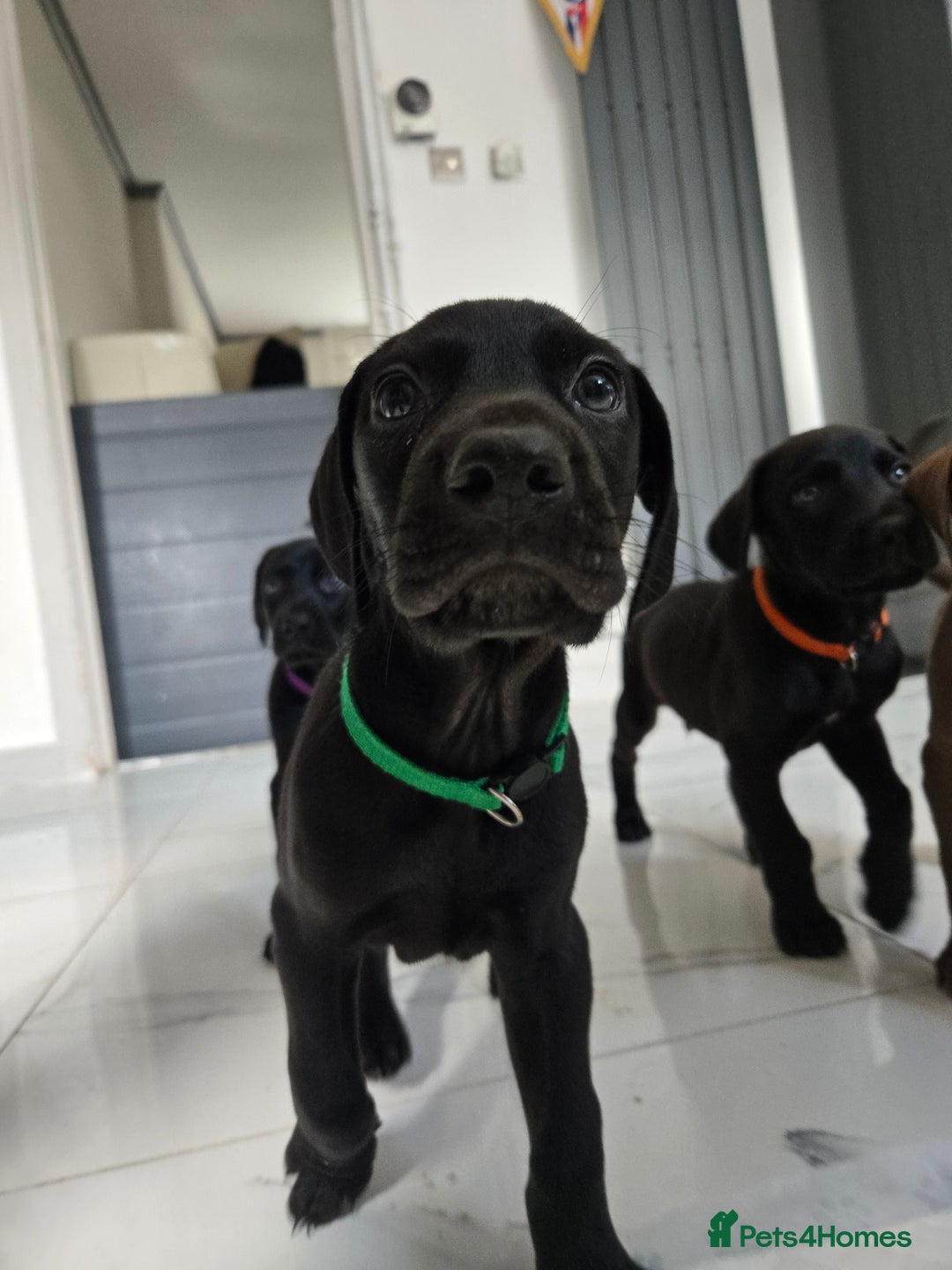 Mixed Breed dogs for sale: Dobermann X Weimaraner Cross Mix Puppies - Image 16