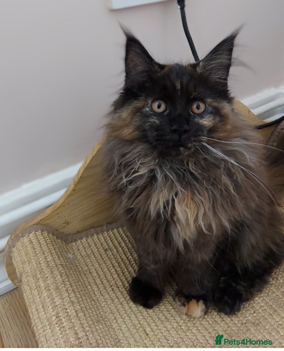 Maine Coon cats LAST GIRL!!!  MAINE COON KITTENS/DNA/GCCF  - Advert 3