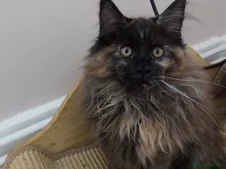 Maine Coon cats LAST GIRL!!! MAINE COON KITTENS/DNA/GCCF - Advert 3