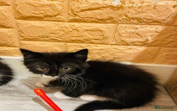 Mixed Breed cats for sale: Kitten - Image 2