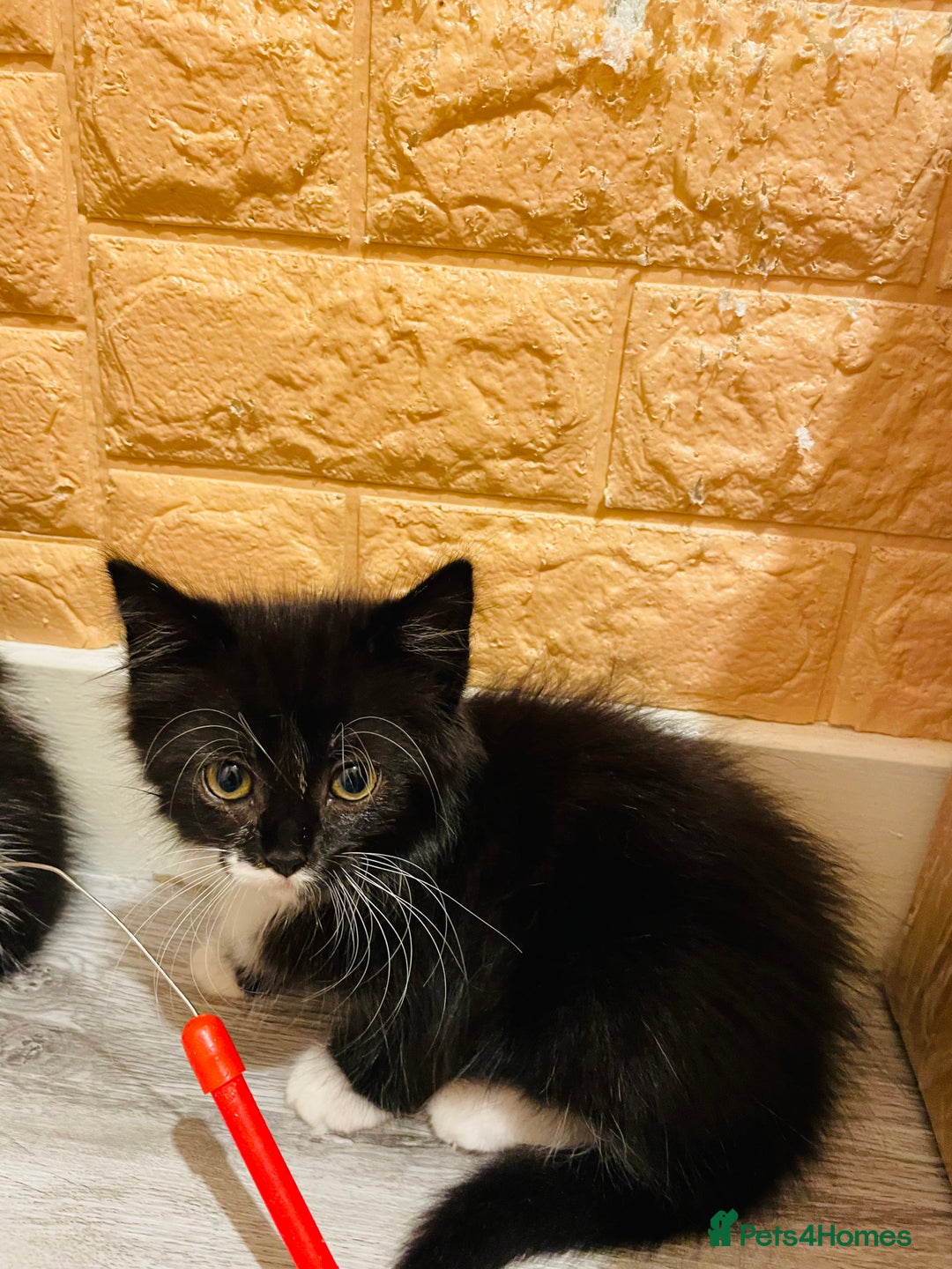 Mixed Breed cats for sale: Kitten - Image 2