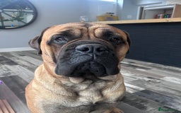 Bullmastiff dogs for stud: Gorgeous bullmastiff stud - Image 2