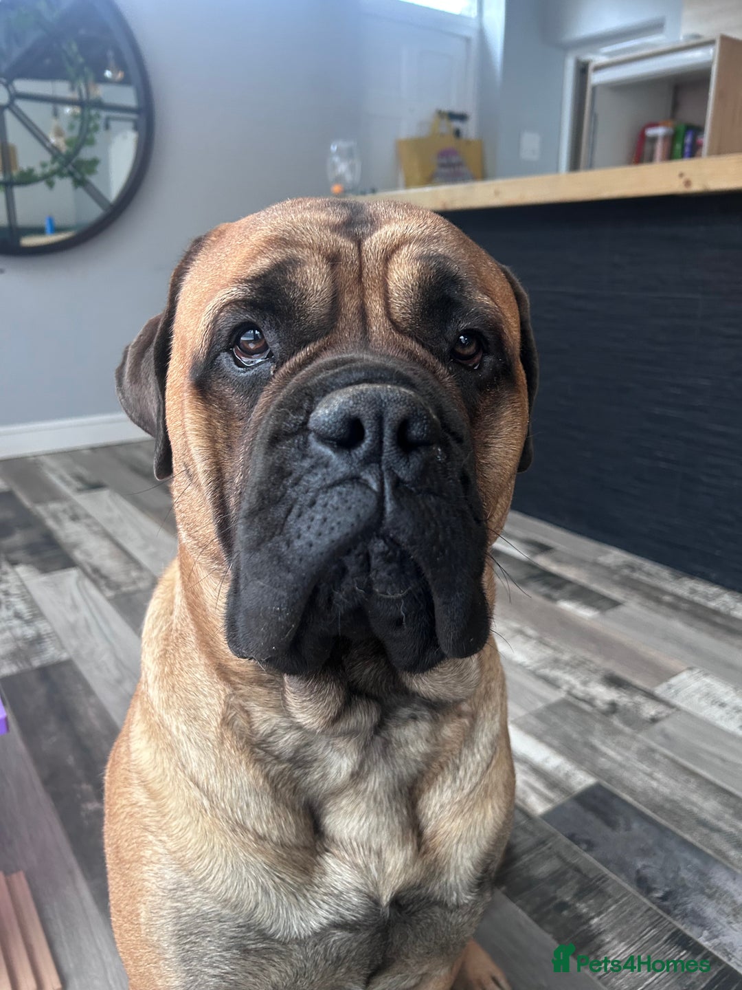 Bullmastiff dogs for stud: Gorgeous bullmastiff stud - Image 2