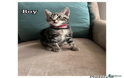 Mixed Breed cats for sale: 6 kittens  - Image 4