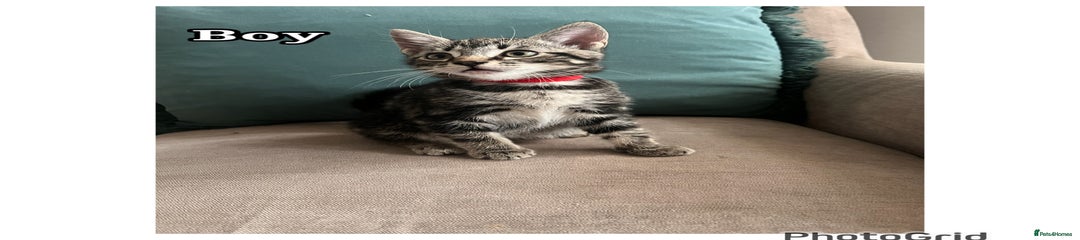 Mixed Breed Kitten 2