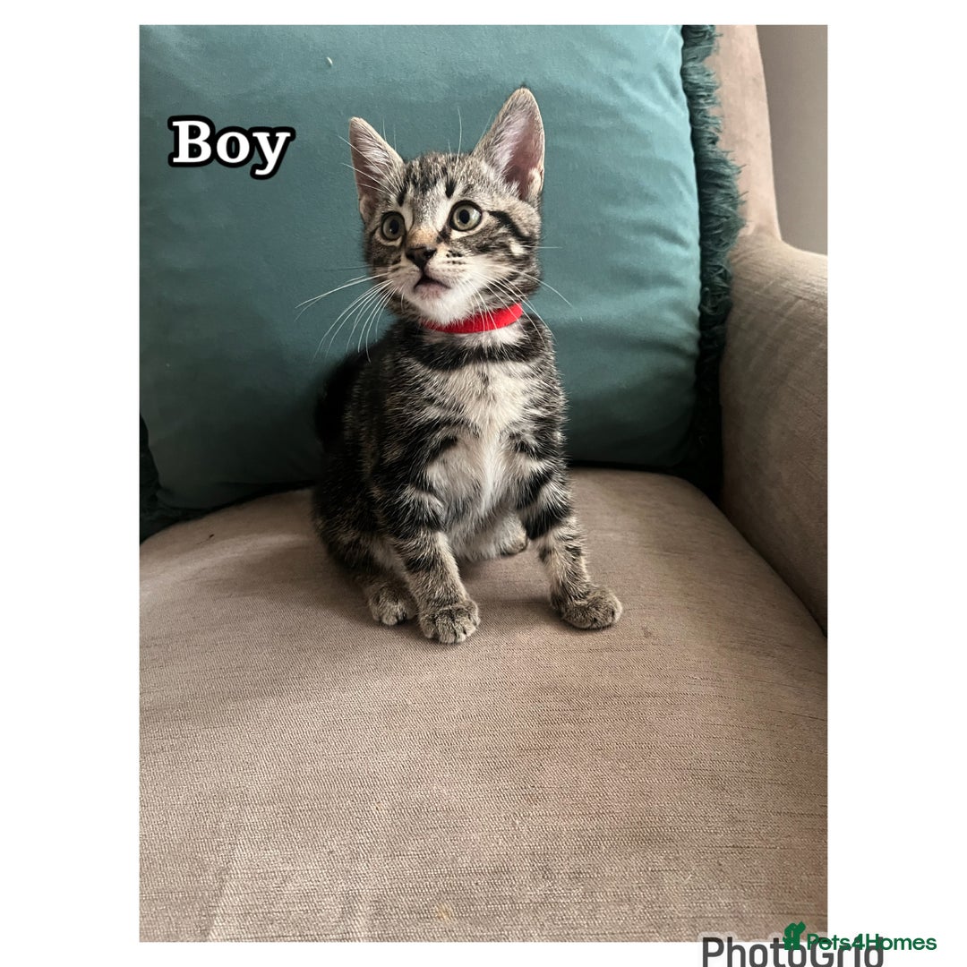 Mixed Breed cats for sale: 6 kittens  - Image 4