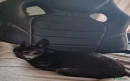 Chihuahua dogs for sale: FREE - Loving Chihuahua looking for home - Image 3