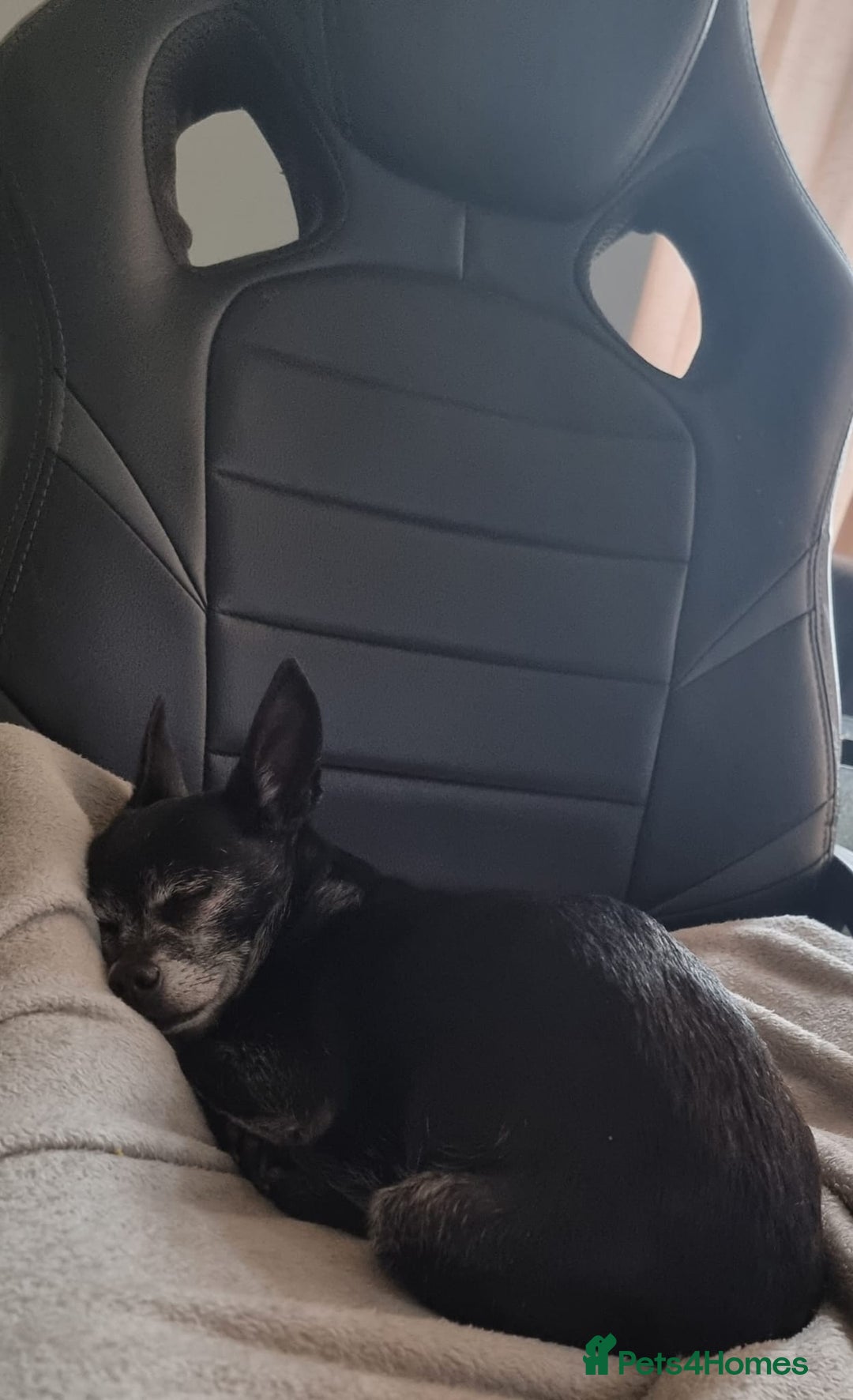 Chihuahua dogs for sale: FREE - Loving Chihuahua looking for home - Image 3