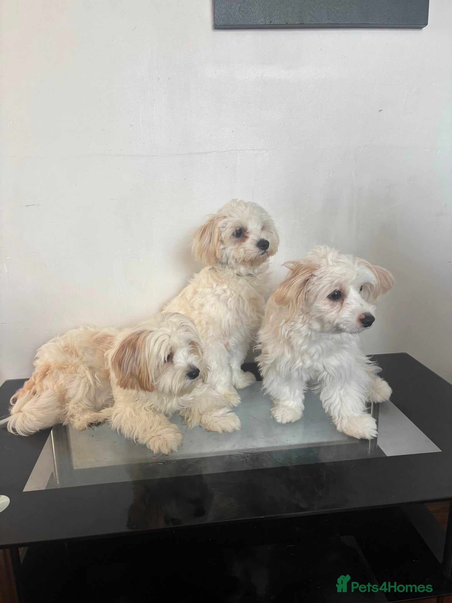 Mixed Breed dogs Mixed breed puppies for sale (9 months old) - Advert 2