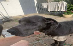 Great Dane dogs for sale: Great Dane Pup - Image 5