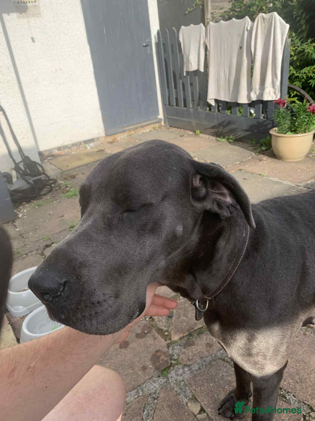 Great Dane dogs for sale: Great Dane Pup - Image 5