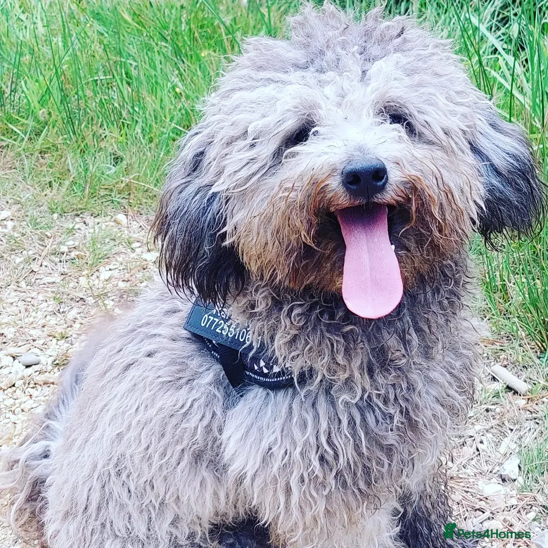 Toy Poodle dogs for stud: Silver Toy poodle  in Verwood - Advert 5