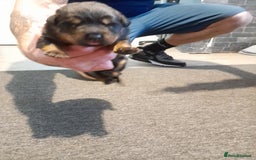 Rottweiler dogs for sale: Rottweiler  - Image 9