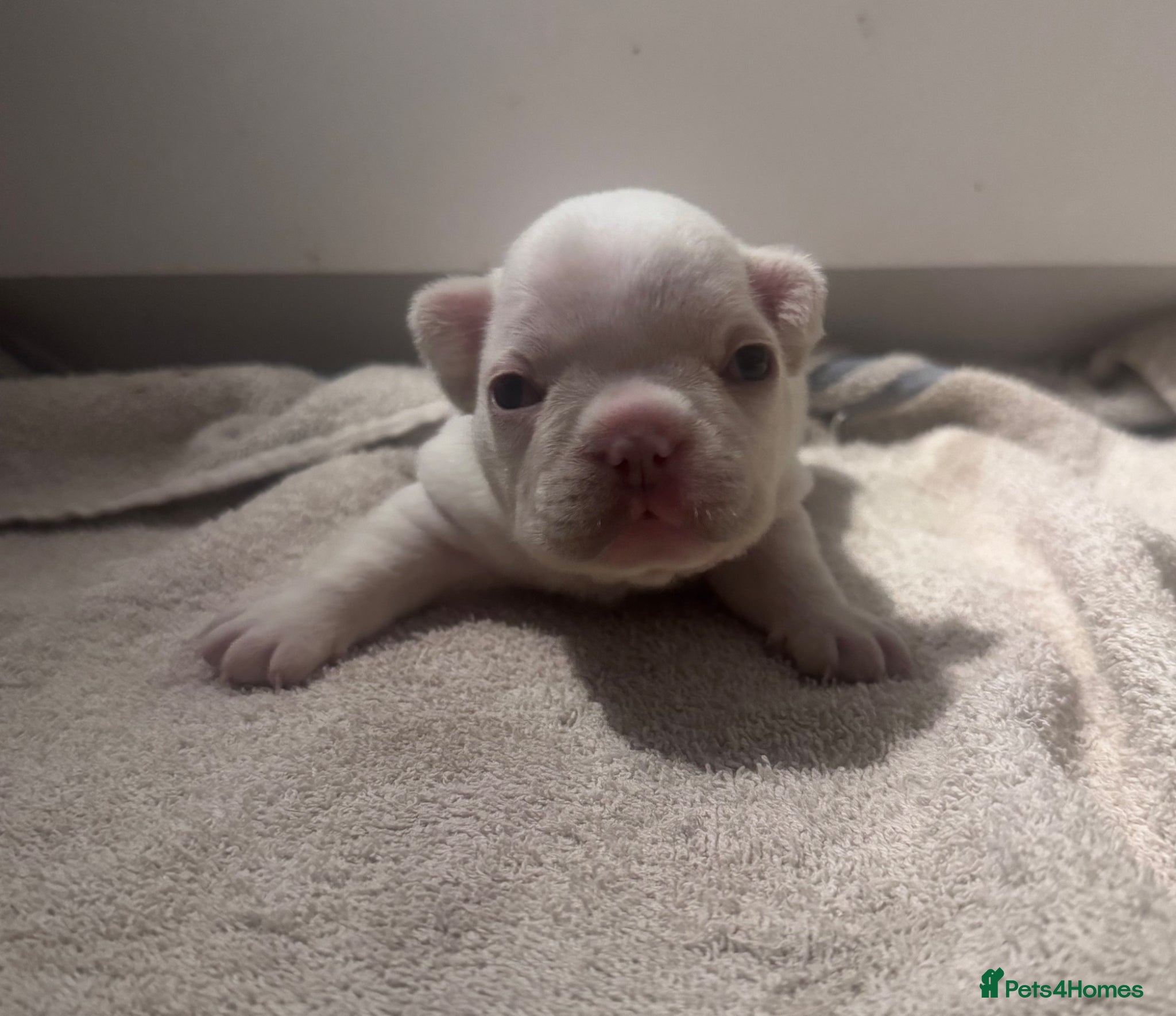 French Bulldog dogs Beautiful Platinum French Bulldogs - Advert 6
