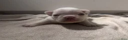 French Bulldog dogs for sale: Beautiful Platinum French Bulldogs in Kettering - Advert 1