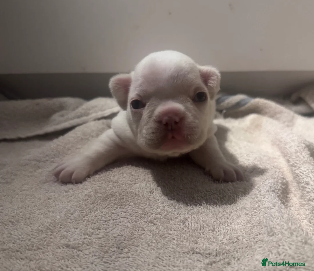 French Bulldog dogs for sale: Beautiful Platinum French Bulldogs in Kettering - Advert 1