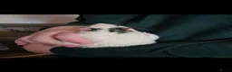 Rat rodents for sale: Male rats with cage  - Advert 3