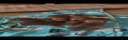Dachshund dogs for sale: Dachshund Puppies - Advert 6