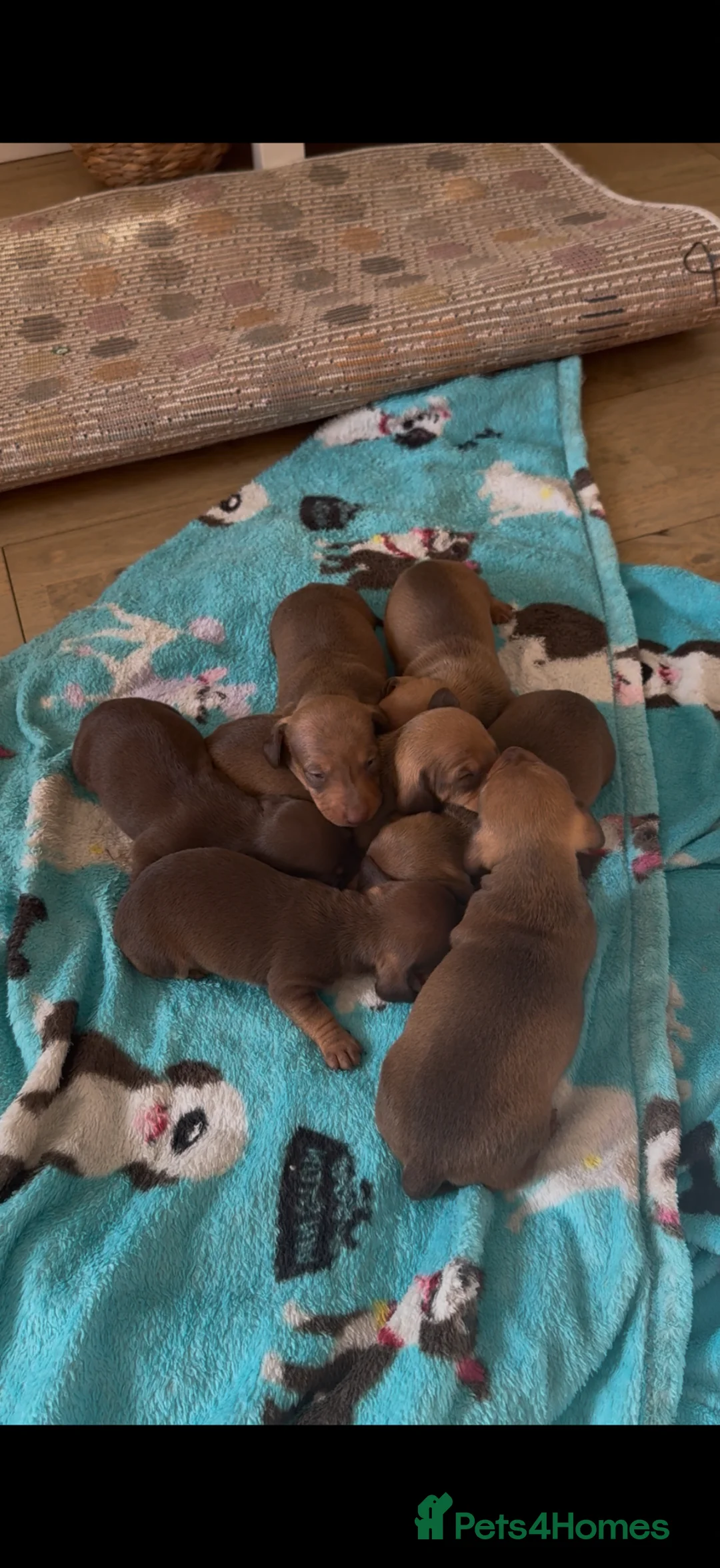 Dachshund dogs for sale: Dachshund Puppies - Advert 6