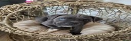 Cane Corso dogs for sale: Cane Corso Puppies - Advert 3