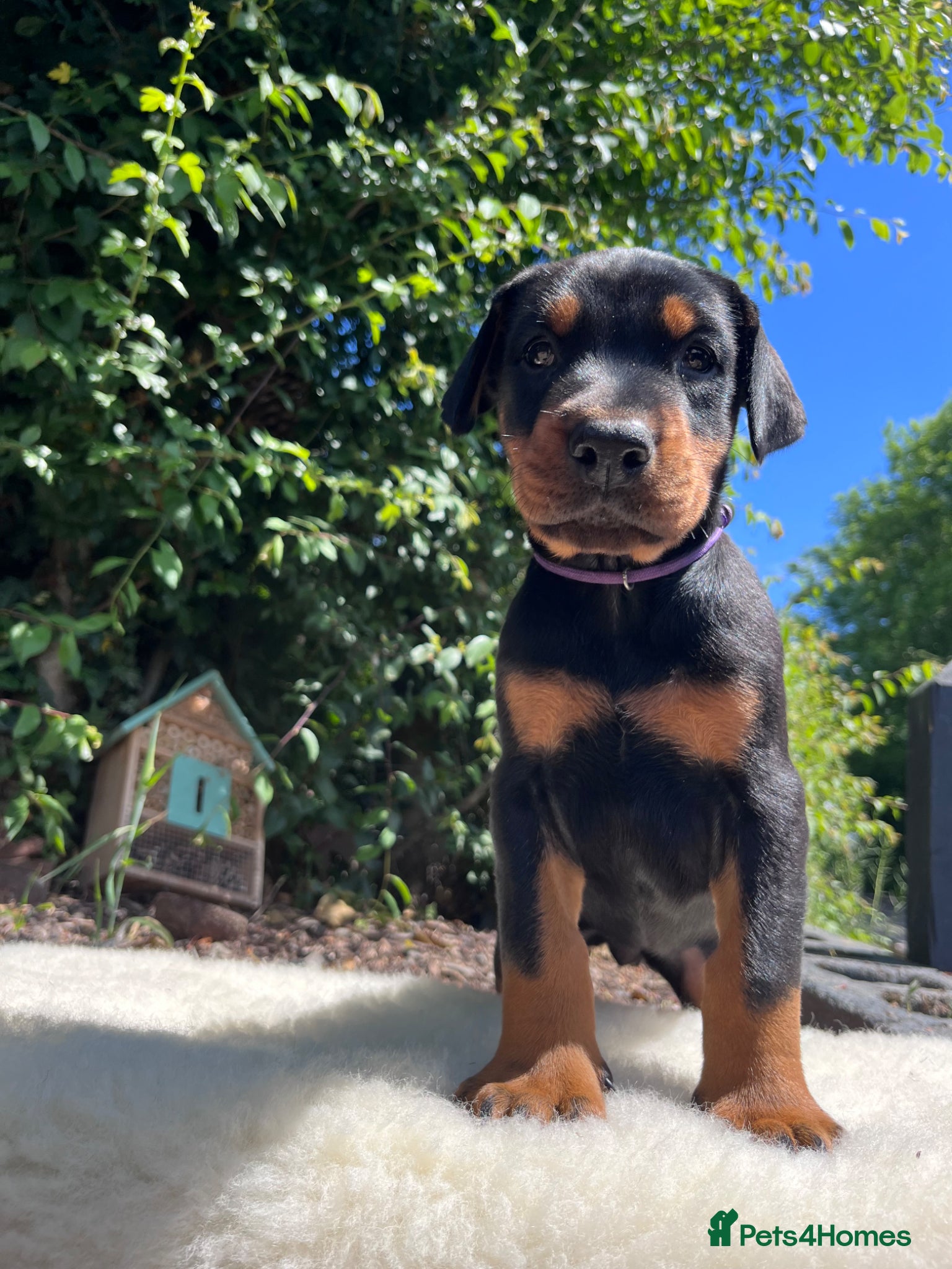 Dobermann dogs Outstanding KC Health tested Doberman puppies  - Advert 8