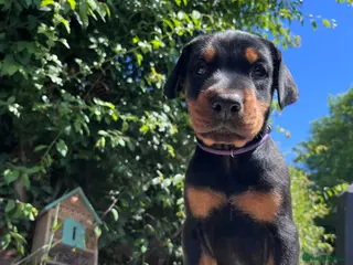 Dobermann dogs Outstanding KC Health tested Doberman puppies - Advert 3
