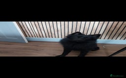 Mixed Breed dogs for sale: Pomeranian /Terrior  - Image 9