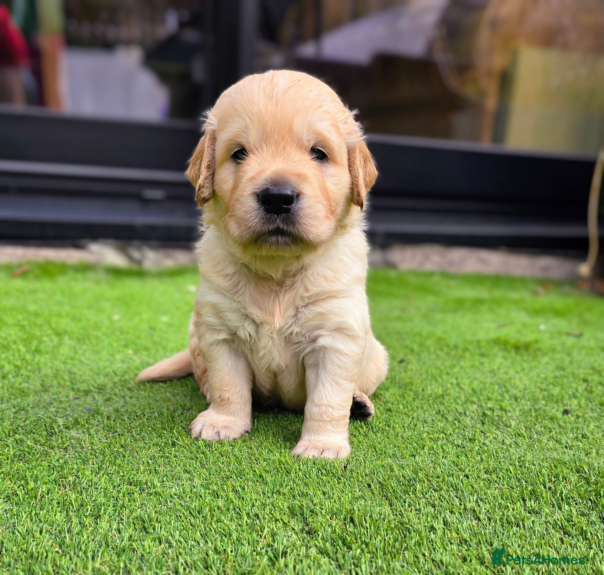 Golden Retriever dogs Adorable KC Registered Golden Retriever Pups - Advert 1