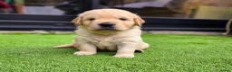 Golden Retriever dogs for sale: Adorable KC Registered Golden Retriever Pups - Advert 1