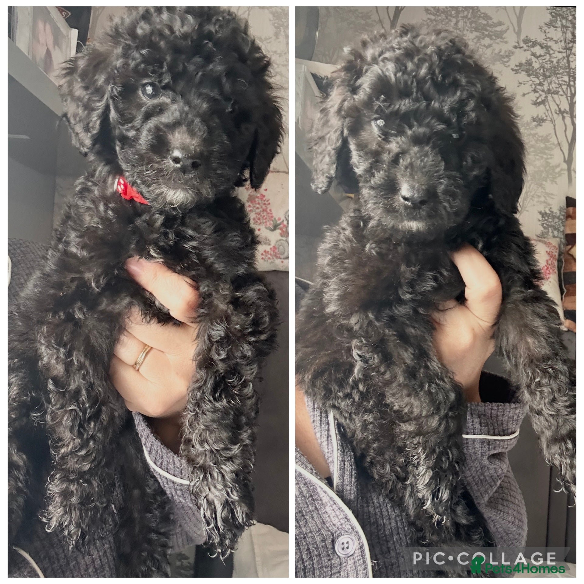 Labradoodle dogs  f1bb standard labradoodles - silver & apricots - Advert 5