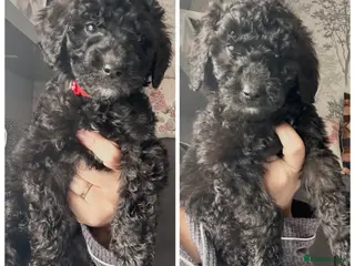 Labradoodle dogs f1bb standard labradoodles - silver & apricots - Advert 5