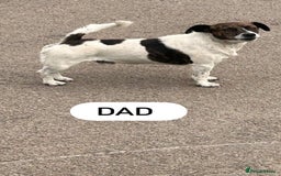 Jack Russell dogs for sale: Jack Russell puppies  - Image 4