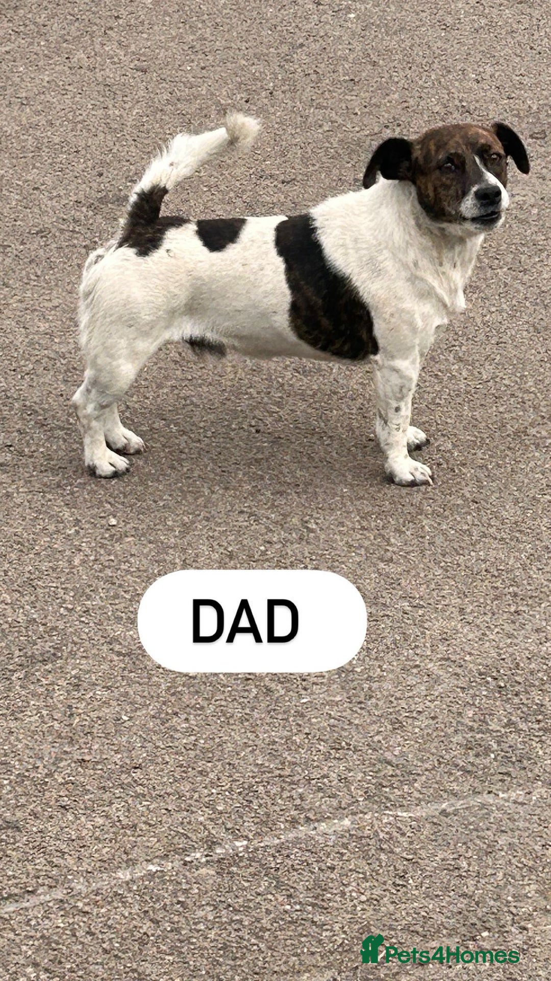 Jack Russell dogs for sale: Jack Russell puppies  - Image 4