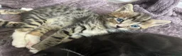 Mixed Breed cats for sale: Beautiful family kittens  - Advert 7