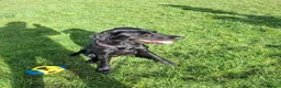 German Wirehaired Pointer dogs for adoption: Guppy - GWP x lab - Advert 6
