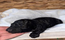 Cavapoo dogs for sale: BEAUTIFUL RARE CHOCOLATE CAVAPOOS - Image 5