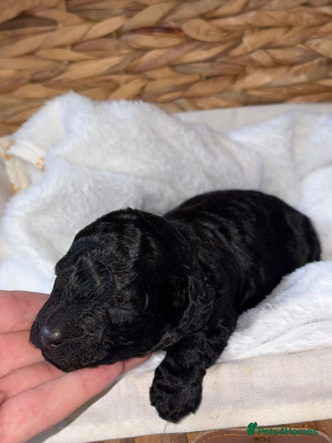 Cavapoo dogs for sale: BEAUTIFUL RARE CHOCOLATE CAVAPOOS - Image 5