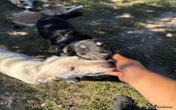 Mixed Breed dogs for adoption: GIZMO - a Lovely young boy for a Loving Home - Image 9