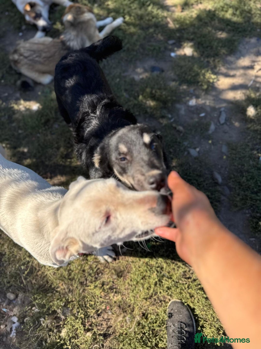 Mixed Breed dogs for adoption: GIZMO - a Lovely young boy for a Loving Home - Image 9