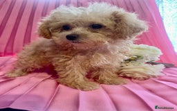 Maltipoo dogs for sale: maltipoo puppies  - Image 3