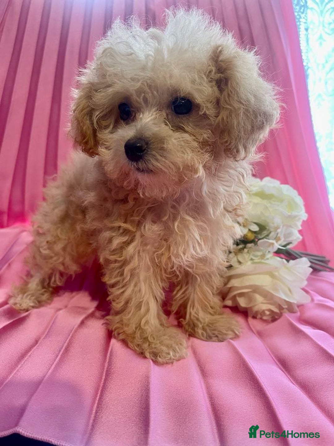 Maltipoo dogs for sale: maltipoo puppies  - Image 3