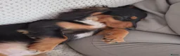 Dachshund dogs for sale: 7 month old in Grays - Advert 2