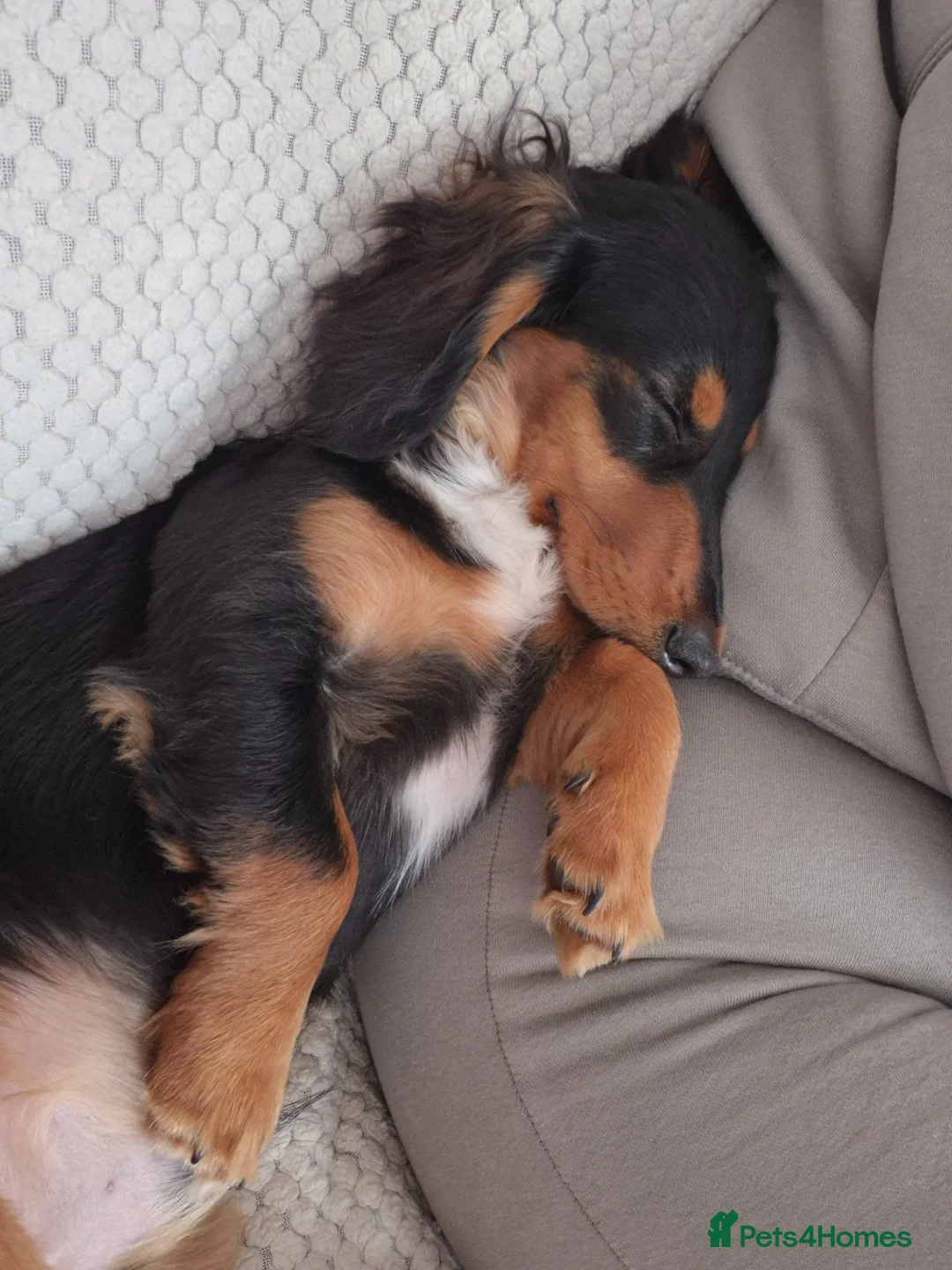 Dachshund dogs for sale: 7 month old in Grays - Advert 2