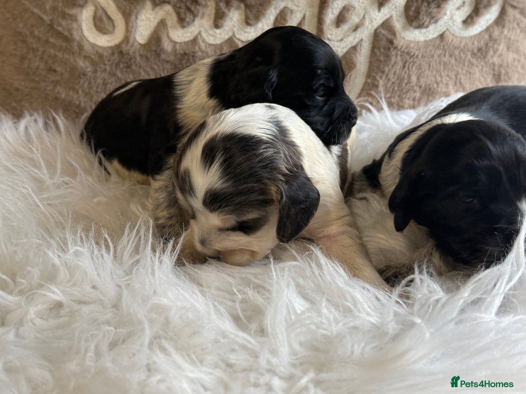 Cocker Spaniel dogs for sale: KC Show Cocker Spaniels  - Advert 3