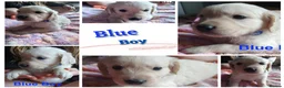 Golden Retriever dogs for sale: Beautiful Home Raised Golden Retriever Puppies - Advert 6