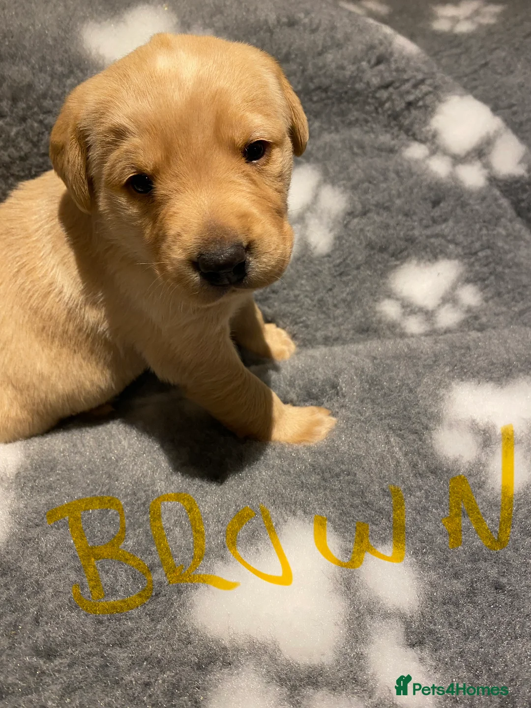 Labrador Retriever dogs for sale: Yellow/Fox Red Labrador puppies - Advert 16