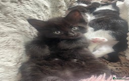 Ragdoll cats for sale: 3 Male Kittens Ragdoll X Turkish Angora  - Image 26