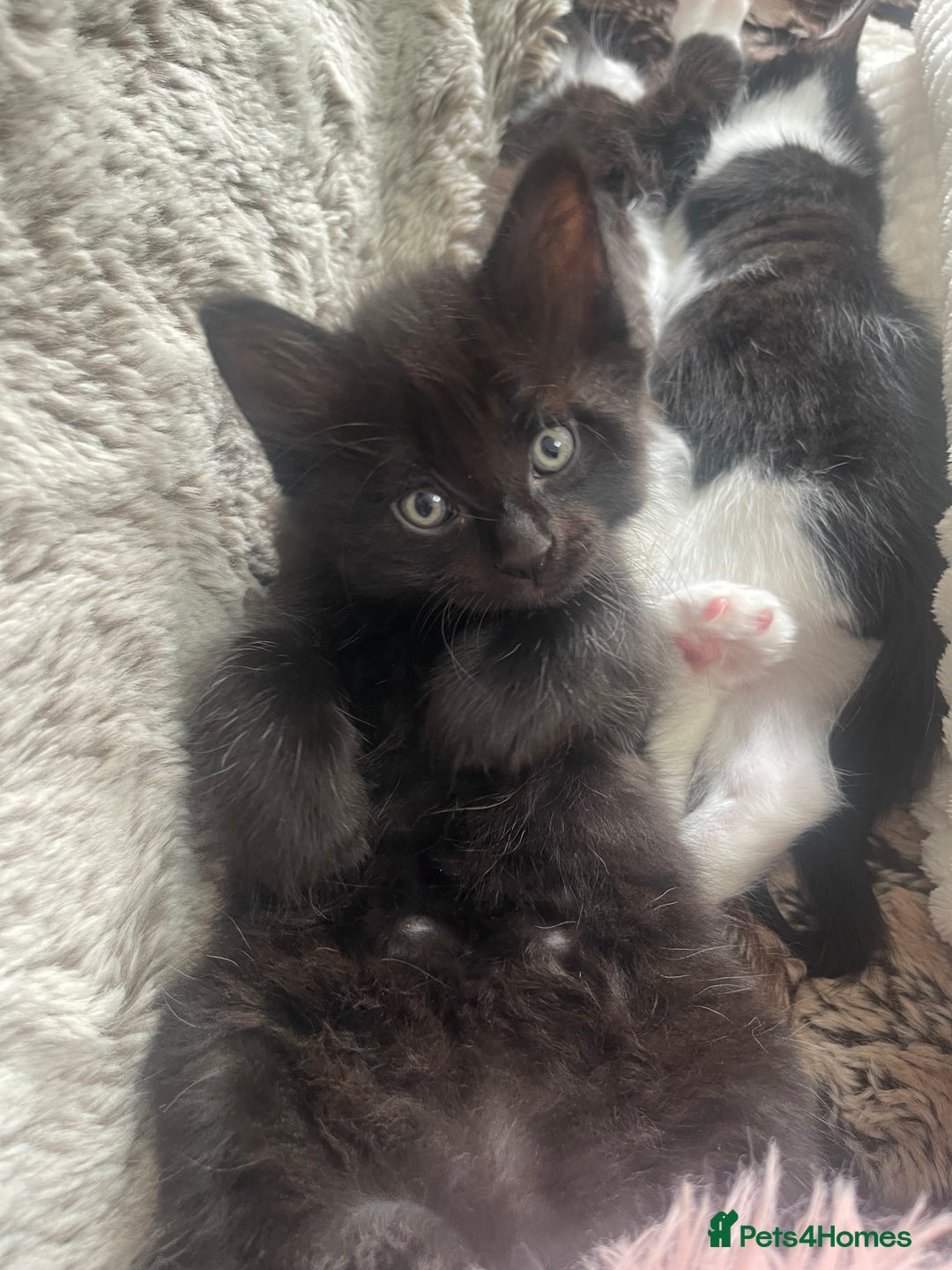Ragdoll cats for sale: 3 Male Kittens Ragdoll X Turkish Angora  - Image 26