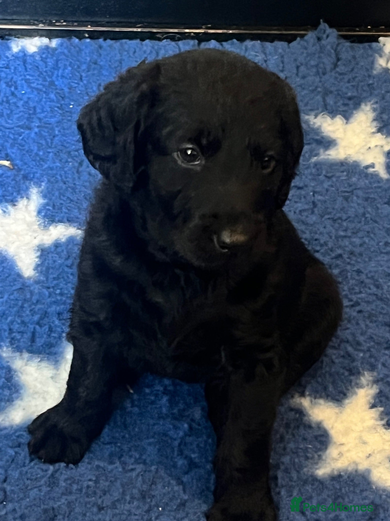 Labradoodle dogs Stunning labradoodle pups Health tested parents - Advert 1